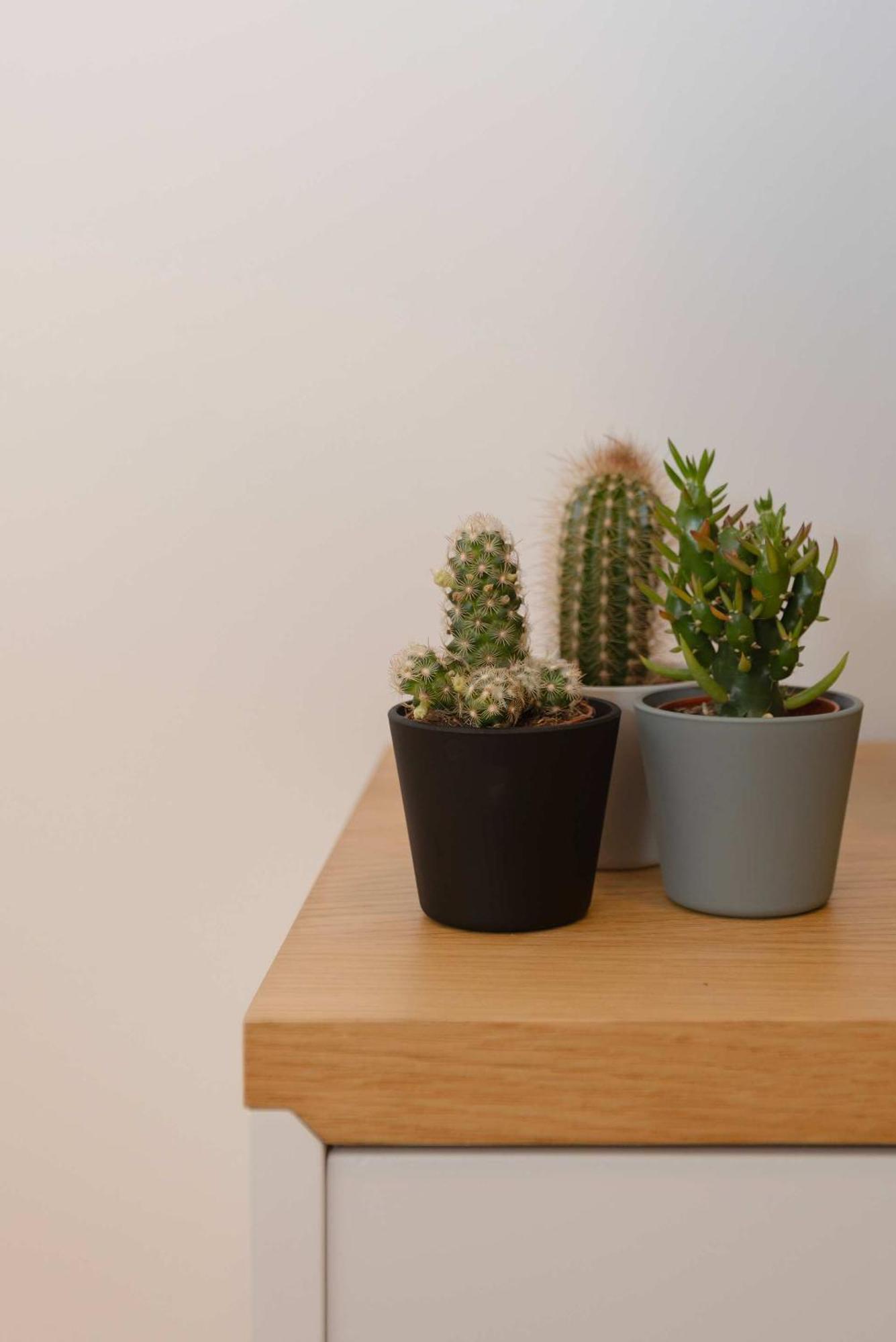 Liiiving In - Invictus Bolhao Market Apartment